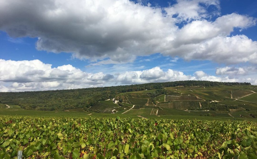 Becoming a Champagne Expert in Epernay, France